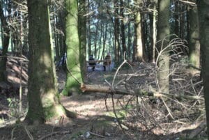 Photo of the forest Taken by Alicia aged 12 years
