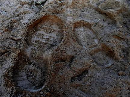 Two bootprints in the mud: one an adults, the other an child's
